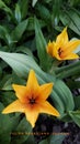 Tulipa praestans shogun Royalty Free Stock Photo