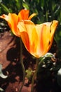 Tulipa praestans. Tulip flowers are bright orange with yellow tint of petals in the sun. Royalty Free Stock Photo