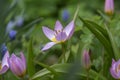 Tulipa saxatilis bright pink yellow flowering cretan tulip flowers, springtime beautiful ornamental rock plants in bloom