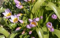 Tulipa saxatilis flowers,