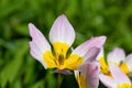 Tulipa saxatilis tulips Royalty Free Stock Photo