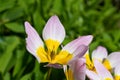Tulipa saxatilis tulips Royalty Free Stock Photo