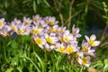 Tulipa saxatilis tulips Royalty Free Stock Photo