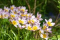 Tulipa saxatilis tulips Royalty Free Stock Photo