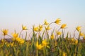 Tulipa scythica sylvestris. Yellow rare meadow flower tulip blossoms in april. Disappearing plants from Red book Royalty Free Stock Photo