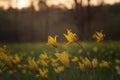 Tulipa scythica sylvestris. Yellow rare meadow flower tulip blossoms in april. Disappearing plants from Red book Royalty Free Stock Photo