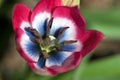 Extreme Closeup of a Colorful Tulip Named \'Little Beauty\'