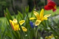 Tulipa stellata chrysantha in bloom, flowering golden lady tulips