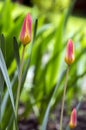 Tulipa stellata chrysantha in bloom, flowering golden lady tulips