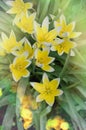 Tulipa Tarda growing in garden