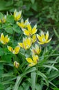 Tulipa Tarda growing in garden. Tulip tarda flower