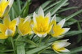 Tulipa Tarda growing in garden. Tulip tarda flower