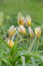 Tulipa Tarda growing in garden. Tulip tarda flower