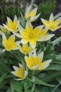 Tulipa Tarda growing in garden. Tulip tarda flower