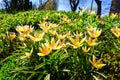 Tulipa tarda (late tulip, tarda tulip) in garden