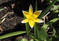 Tuipa Tarda Or Tulipa Urumiensis In Bloom Royalty Free Stock Photo