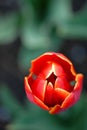 Tulipa Royalty Free Stock Photo