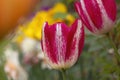 Tulipa Triumph \' Cameleon Rouge