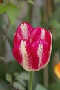 Tulipa Triumph \' Cameleon Rouge \'