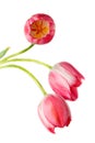 Tulipa, Tulip Royalty Free Stock Photo