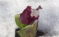 Curly red tulip with ice piece between the leaves, in the snow. Royalty Free Stock Photo