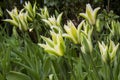 Striped Tulip `Green Star` flowers in garden border