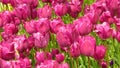 Tulipa Violet Pink Flowering Tulip in park.  Blooming late flowering tulips in garden. Spring flower wallpaper. Royalty Free Stock Photo