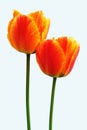 Tulipan