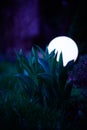 Tulipan atnight in garden Royalty Free Stock Photo
