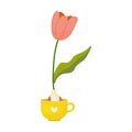 Tulipan grown from bulb in mug, house flower, spring, vector illustration Royalty Free Stock Photo