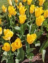 Tulips