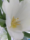 Tulipan Royalty Free Stock Photo