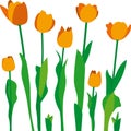 Tulipanes Royalty Free Stock Photo