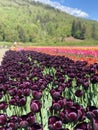 Tulipanes Royalty Free Stock Photo