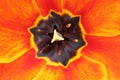 tulipano arancione Royalty Free Stock Photo