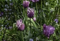 Tulipas Royalty Free Stock Photo