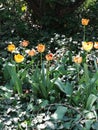 Tulipes in botanical garden Royalty Free Stock Photo