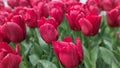 Tulipes red Royalty Free Stock Photo