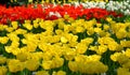 Tulipfield in bloom, beautiful yellow and red tulips