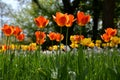 Tulipfield in bloom, beautiful yellow and red tulips on spring