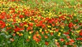 Tulipfield in bloom, beautiful yellow and red tulips
