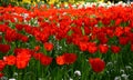 Tulipfield in bloom, beautiful red tulips blooming in garden