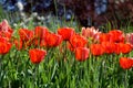 Tulipfield in bloom, beautiful red tulips blooming in garden