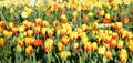 Tulipfield in bloom, beautiful yellow-red tulips