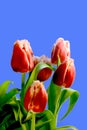 Tulips