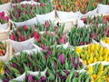Tulips Royalty Free Stock Photo