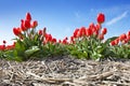 Tulips Royalty Free Stock Photo