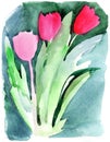 Tulips