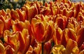 A Field of Tulips Royalty Free Stock Photo