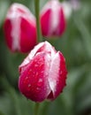 Tulips Royalty Free Stock Photo